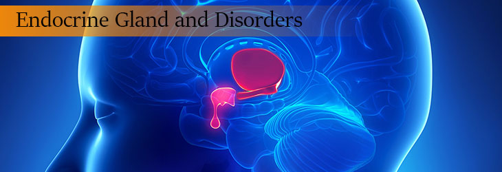 Endocrine Gland and disorders
